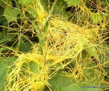 Schwabe News Octuber to December 2016 Cuscuta  reflexa