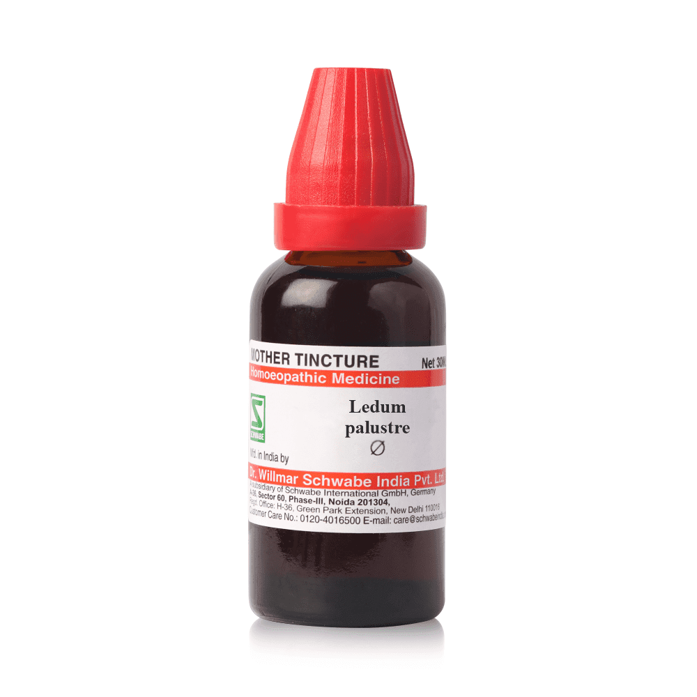 Ledum palustre MT image 1