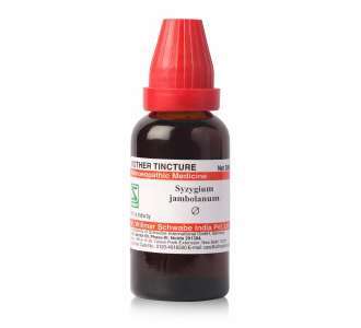 SYZYGIUM JAMBOLANUM MT image 1