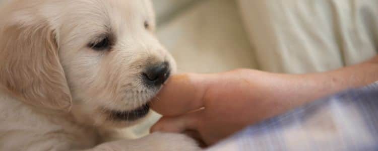 Dog Bite First Response: From Wound Cleaning to Vaccination and Diet Tips