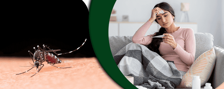 what-should-you-know-about-dengue-fever