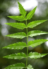 Azadirachta indica or Neem ā Useful in Skin Diseases and Leprosy ā Schwabe India