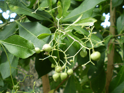 Mother tincture info : : Duboisia myoporoides