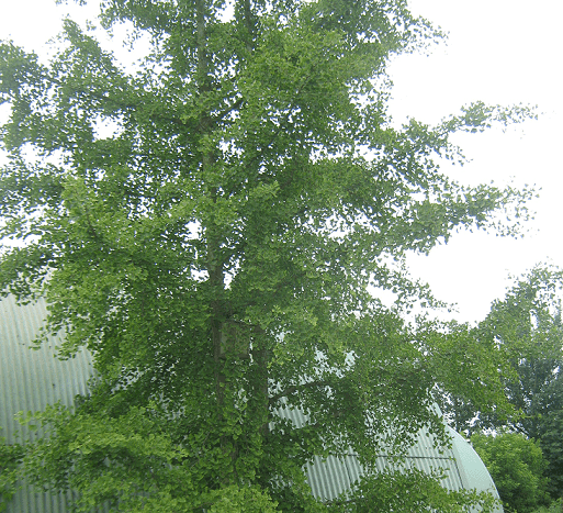 Ginkgo biloba â Maidenhair tree Cures Many Mental Problems â Schwabe India