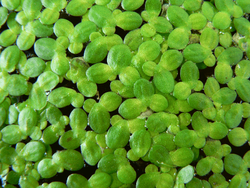 Mother Tincture info :: Lemna minor
