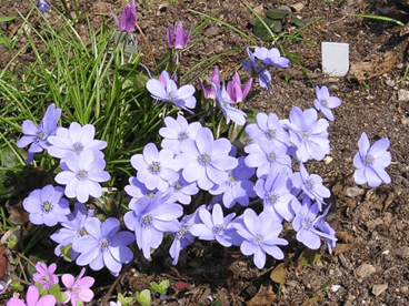 Schwabe News 2016 June- Mother tincture info ā Hepatica triloba