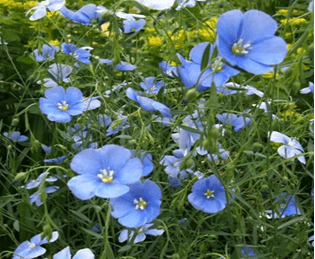 Schwabe News 2016 June- Mother tincture info- Linum usitatissimum