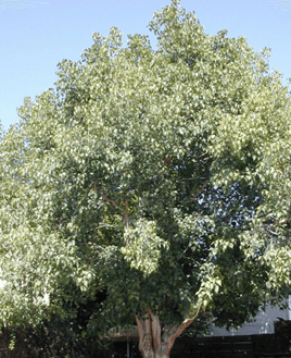 Schwabe News 2016 June- Proving & clinical verification- Ficus religiosa