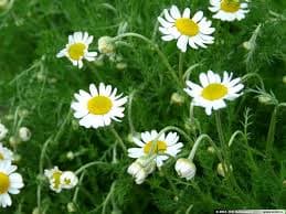 Schwabe News | Issue 7-9 | July ā Sept 2016 | Mother Tincture info-Anthemis nobilis