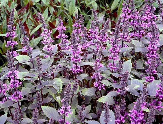 Schwabe News ā Proving & clinical verification- Ocimum canum ā Schwabe India