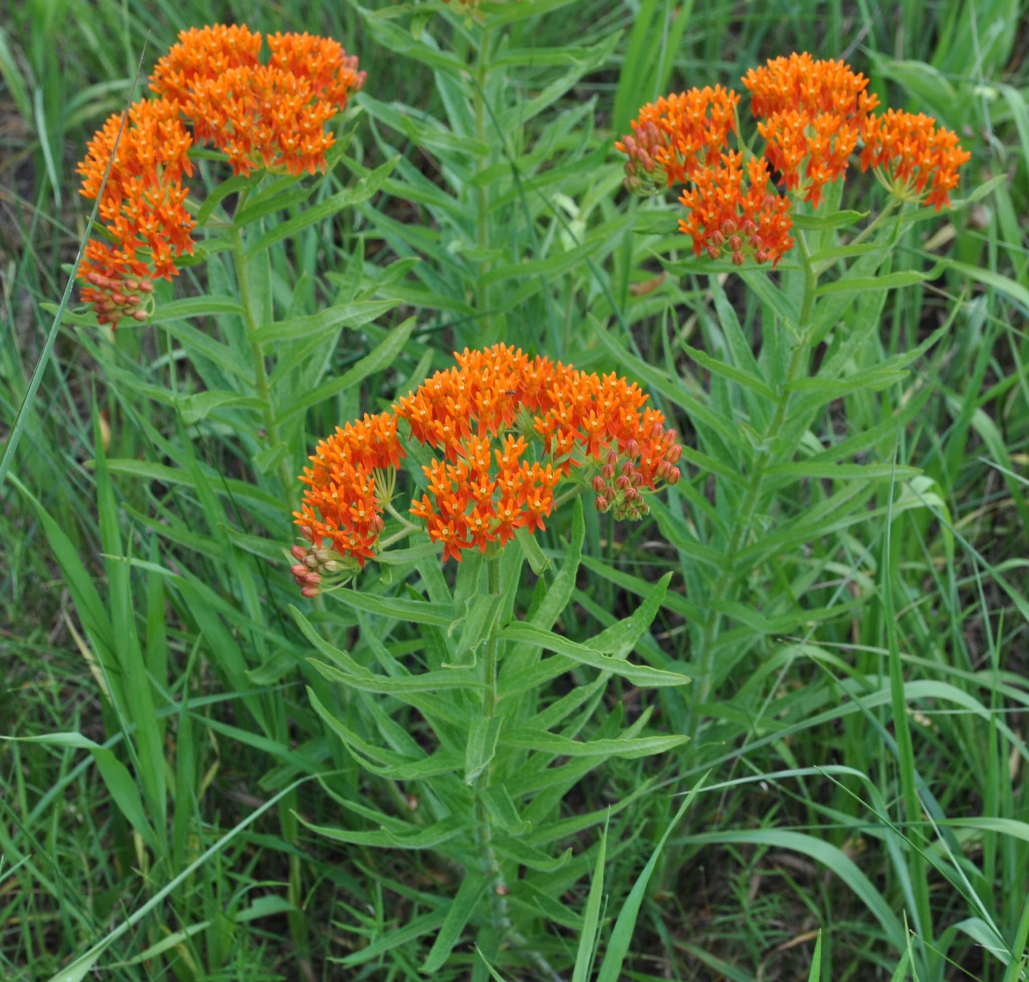 Schwabe News Octuber to December 2016 Asclepias tuberosa