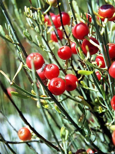 Schwabe News Octuber to December 2016 Ephedra Vulgaris