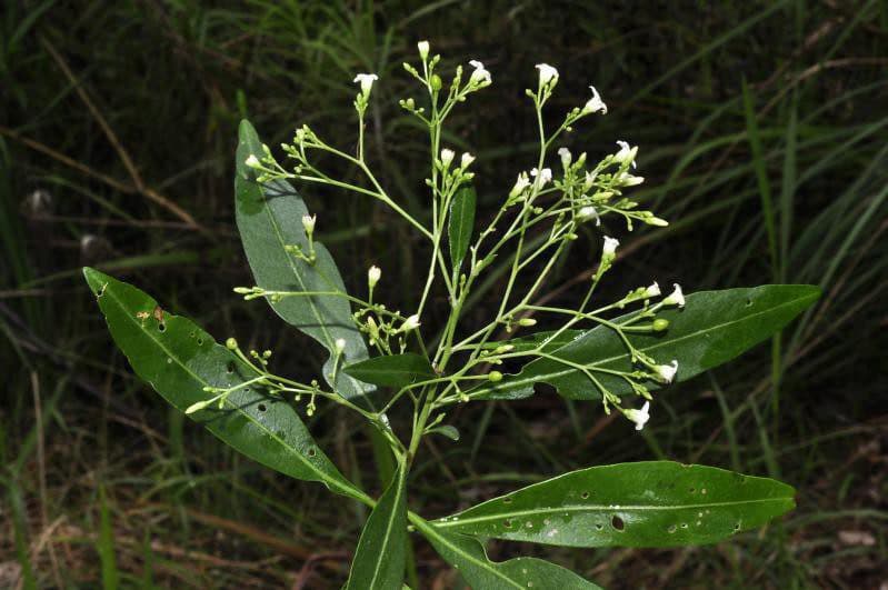 Schwabe News Jan to June 2017 Mother Tincture info- Duboisia mypoproides
