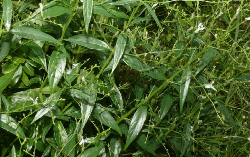 Schwabe News Jan to June 2017 Proving & clinical verification Andrographis paniculata