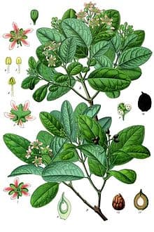 Schwabe News-July to Dec 2018-Mother tincture info-Boldo