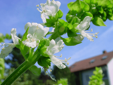 Schwabe News-July to Dec 2018-Proving & clinical verification-Ocimum canum