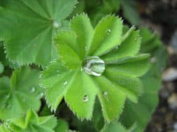 Alchemilla vulgaris ā Schwabe News Apr ā Dec 2019 ā Schwabe India
