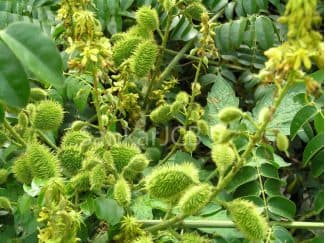Caesalpinia bonducella ā Schwabe News Apr ā Dec 2019 ā Schwabe India