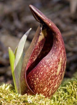 Pothos foetidus ā Schwabe News Apr ā Dec 2019 ā Schwabe India