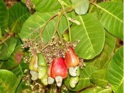 Anacardium orientale – Schwabe News Apr – Dec 2019 – Schwabe India