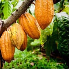 Cacao ā Schwabe News Apr ā Dec 2019 ā Schwabe India