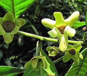 Guatteria gaumeri â Schwabe News Apr â Dec 2019 â Schwabe India