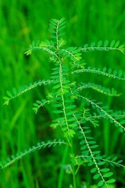 Phyllanthus niruri â Schwabe News Apr â Dec 2019 â Schwabe India