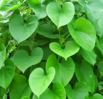 Tinospora cordifolia ā Schwabe News Apr ā Dec 2019 ā Schwabe India